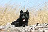 SCHIPPERKE 111